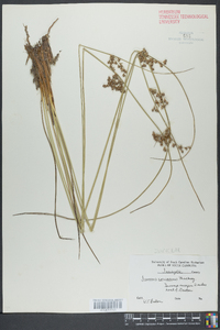 Juncus coriaceus image