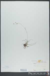 Juncus debilis image