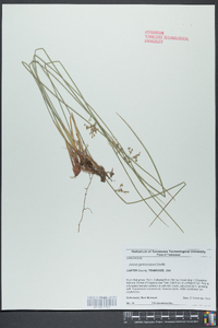 Juncus gymnocarpus image