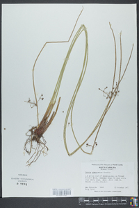 Juncus gymnocarpus image