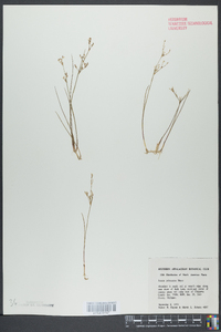 Juncus pelocarpus image