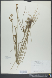 Juncus scirpoides image