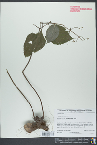 Collinsonia canadensis image