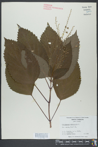 Collinsonia canadensis image