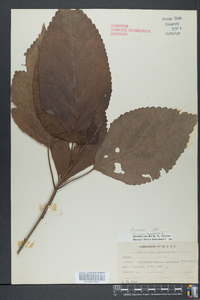 Collinsonia canadensis image