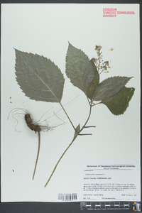 Collinsonia canadensis image