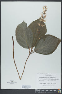 Collinsonia verticillata image