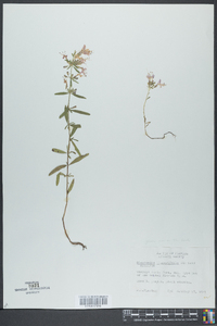 Dicerandra linearifolia image