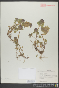 Lamium purpureum image