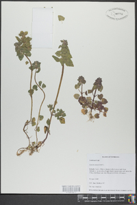 Lamium purpureum image