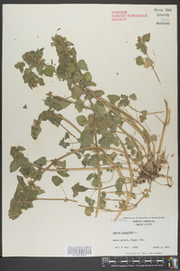 Lamium purpureum image