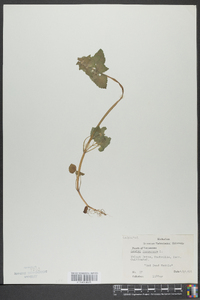 Lamium purpureum image