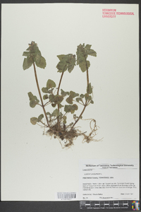 Lamium purpureum image