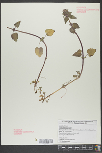 Lamium purpureum image