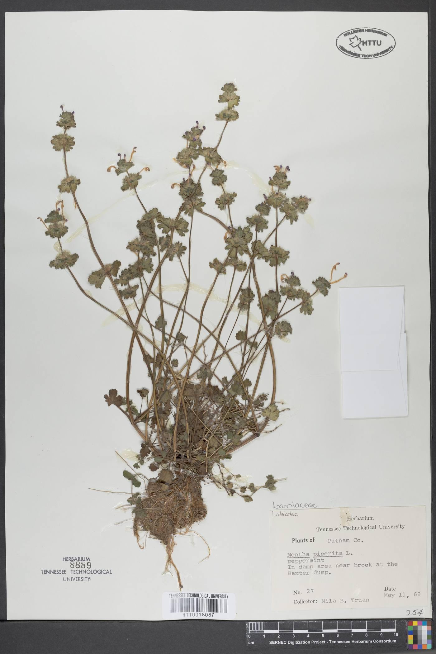 Mentha × piperita image