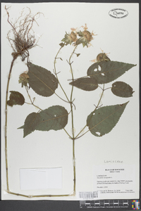 Monarda clinopodia image