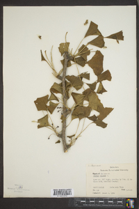 Ginkgo biloba image