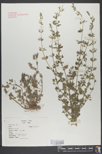 Nepeta cataria image