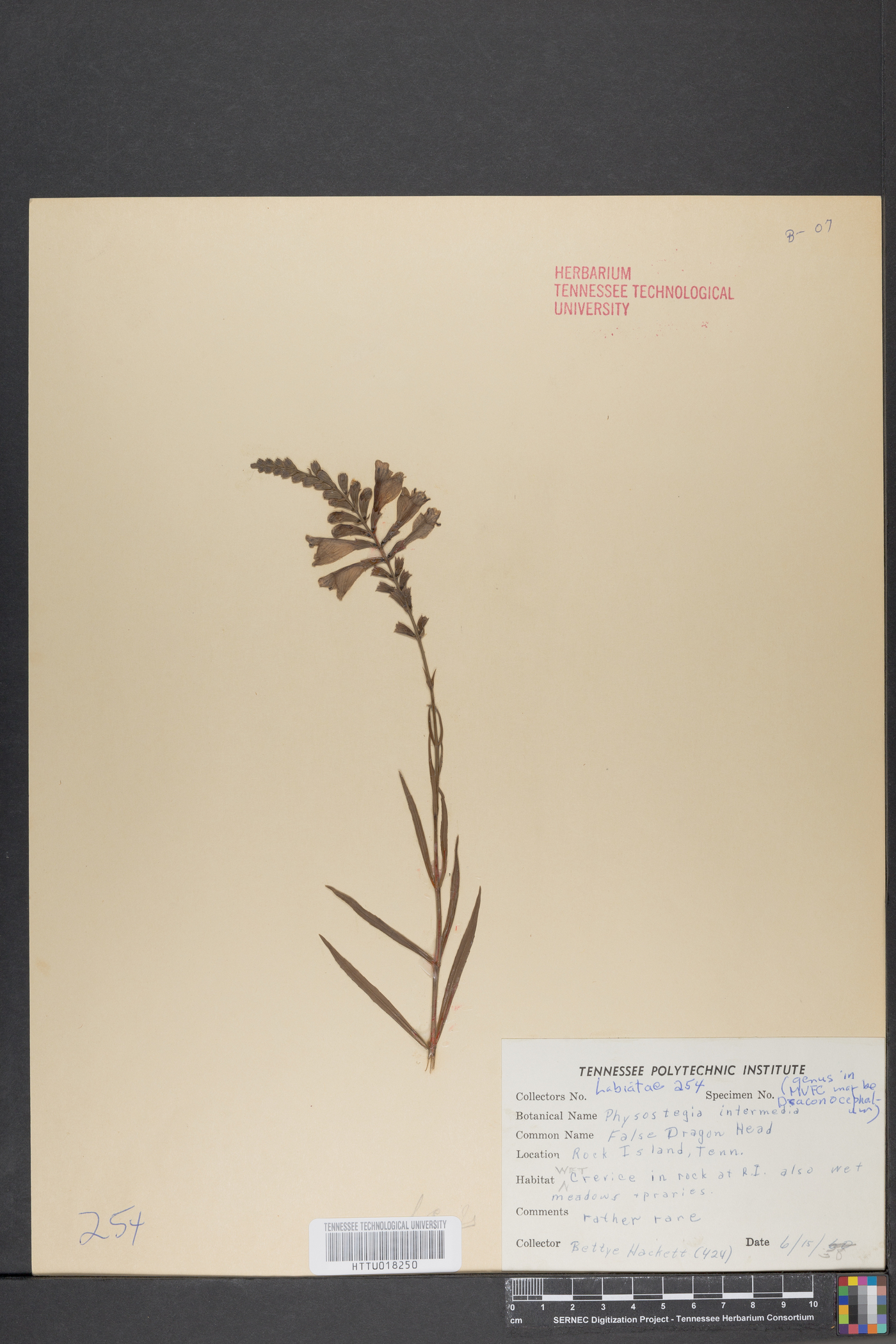 Physostegia intermedia image