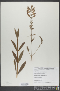 Physostegia virginiana image