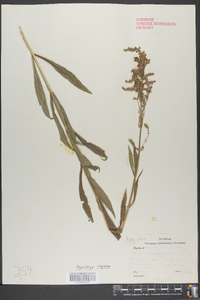 Physostegia virginiana image