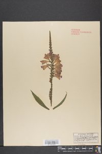 Physostegia virginiana image