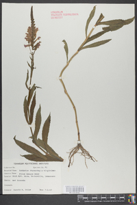 Physostegia virginiana image