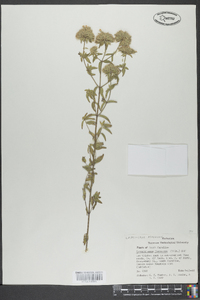 Pycnanthemum flexuosum image