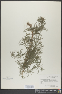 Pycnanthemum flexuosum image