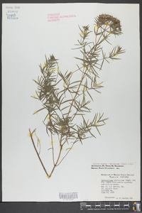 Pycnanthemum flexuosum image