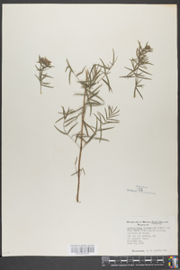 Pycnanthemum flexuosum image