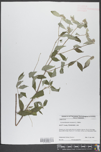 Pycnanthemum incanum image