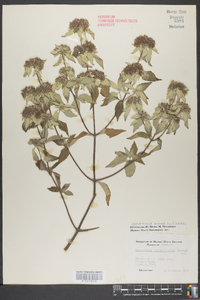 Pycnanthemum pycnanthemoides image