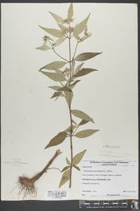 Pycnanthemum incanum image