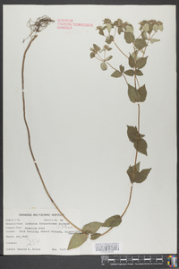 Pycnanthemum incanum image
