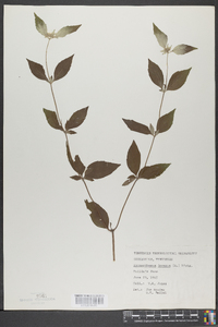 Pycnanthemum incanum image