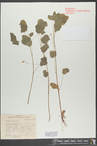 Oxalis grandis image