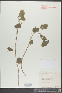 Oxalis grandis image