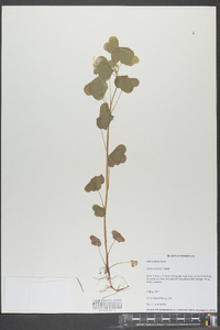 Oxalis grandis image