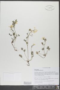 Corydalis flavula image