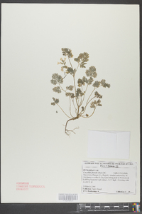 Corydalis flavula image