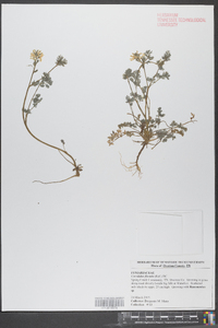 Corydalis flavula image