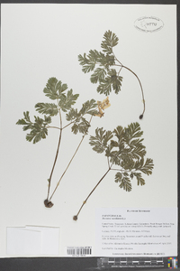 Dicentra cucullaria image