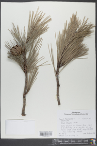 Pinus echinata image