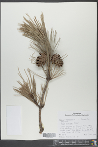 Pinus echinata image