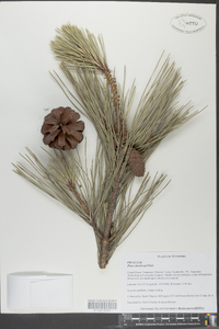 Pinus thunbergii image