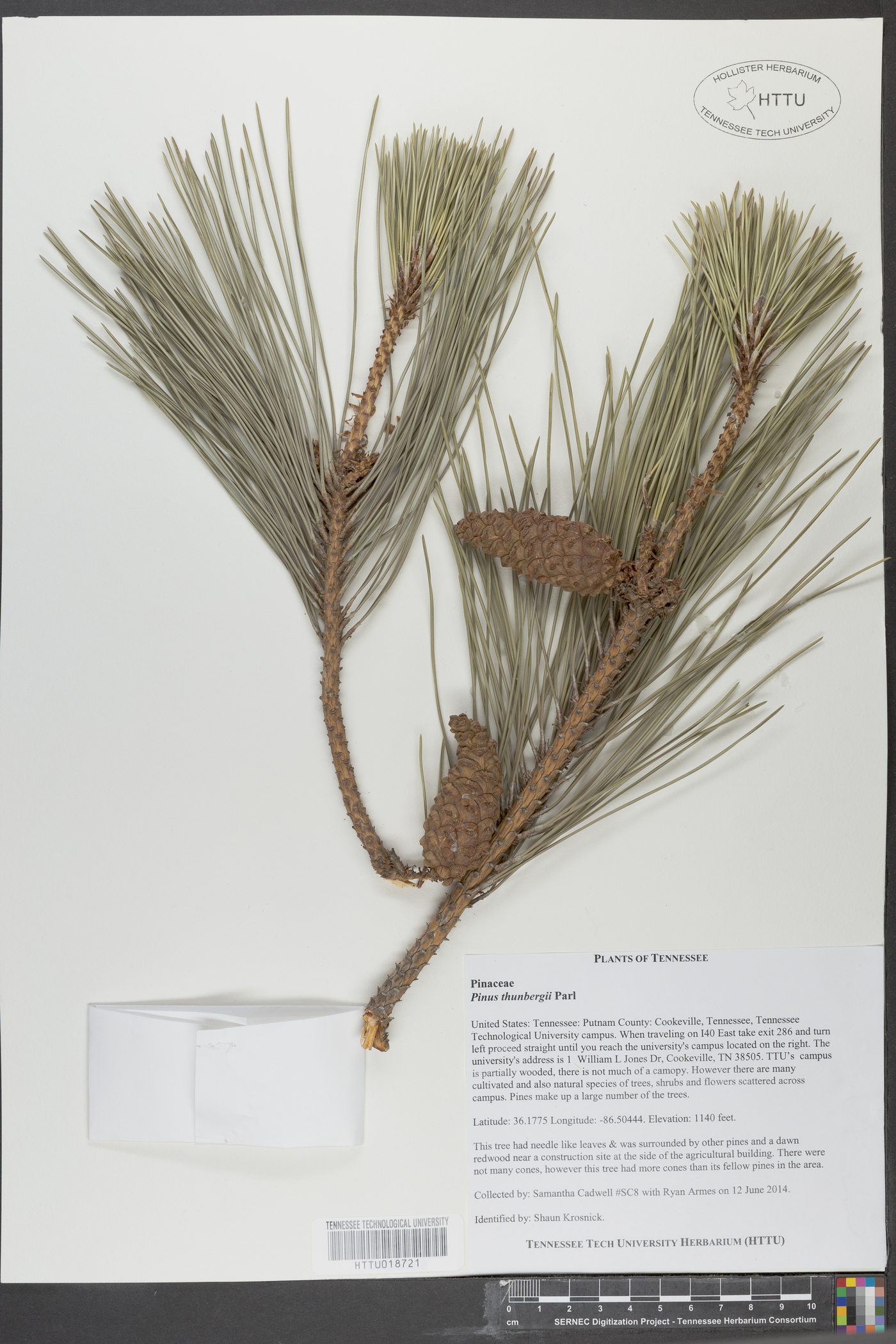 Pinus thunbergii image