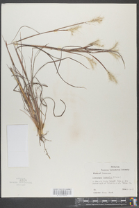 Andropogon ternarius image