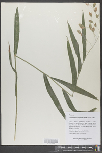 Chasmanthium latifolium image