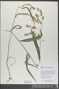 Chasmanthium latifolium image